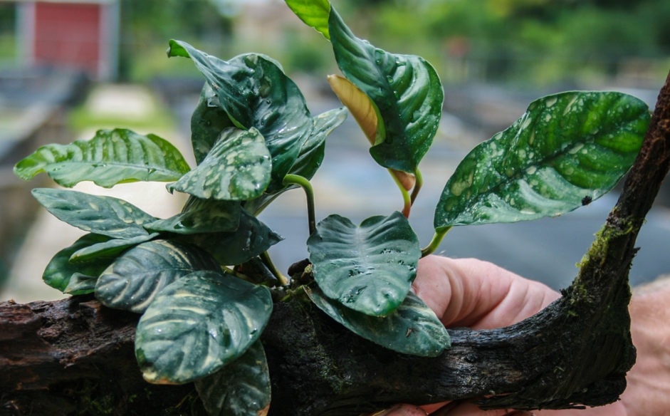 anubias barteri